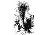 Wild Date Palm tree